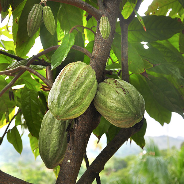 Chocolate 75% of cocoa from Tanzania